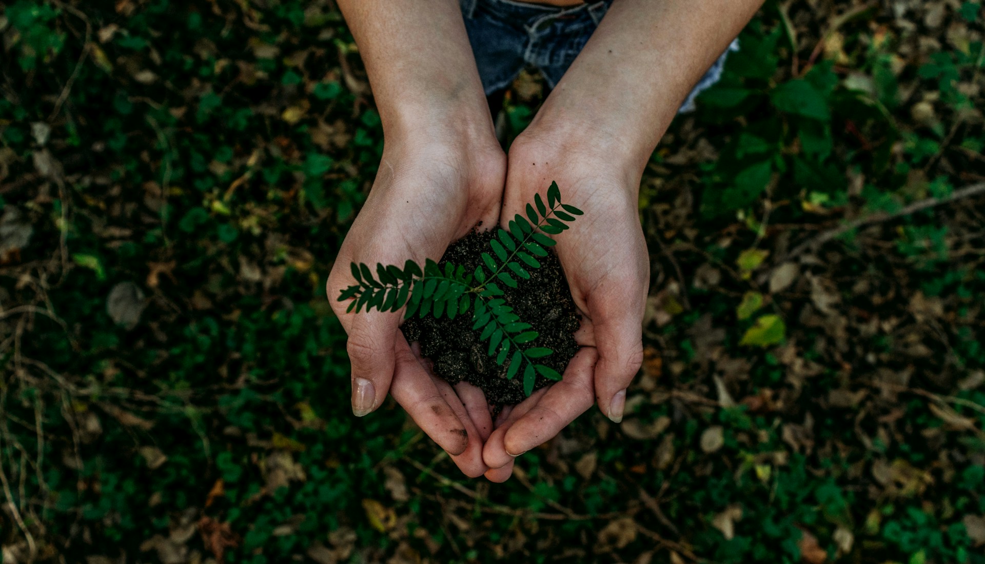 plant